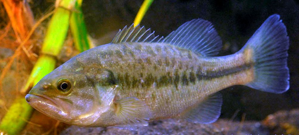 Micropterus salmoides_07.jpg